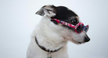 23 curiosidades que você não sabia sobre o seu cachorro