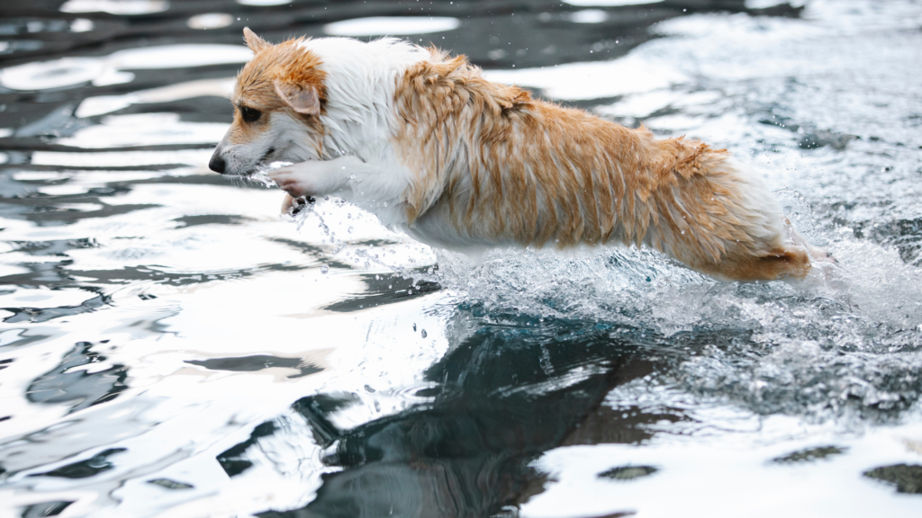 Veja-algumas-maneiras-de-se-exercitar-com-o-seu-cachorro-nadar