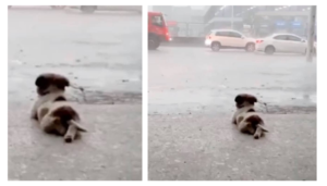 Cachorrinho-se-deita-para-ver-a-chuva-cair-no-meio-de-uma-tempestade-e-cena-viraliza-na-internet