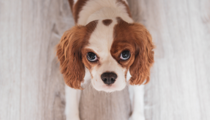 Estudo-revela-que-cães-conseguem-identificar-maldade-na-alma-das-pessoas