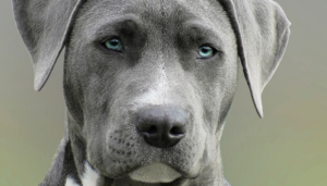 Estudo-revela-que-cães-conseguem-identificar-maldade-na-alma-das-pessoass