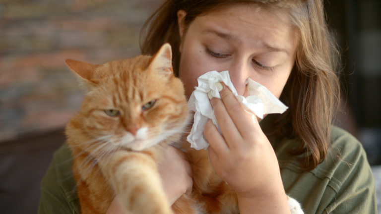 Gatos hipoalergênicos: conheça as raças mais indicadas para pessoas alérgicas