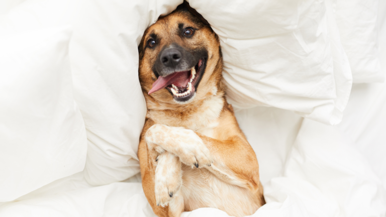 Melhores raças de cachorro para apartamento: conheça as opções ideais para conviver em espaços reduzidos